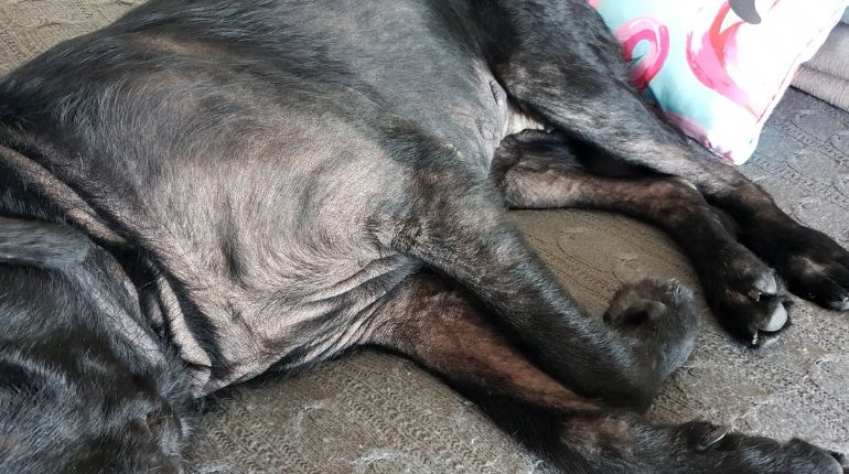 image of dog with sporadic fur due to toxin damage