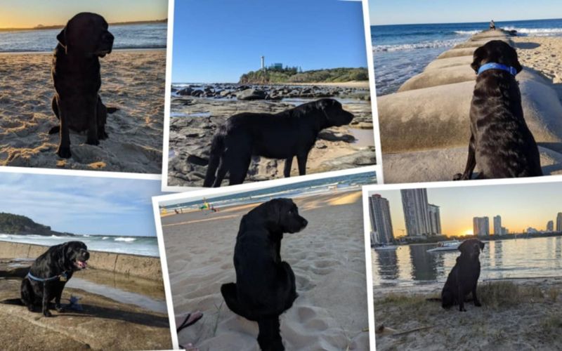 Elva’s story: what our Labrador taught us about the toxins we couldn’t see
